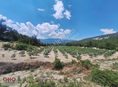Arsa-Zeytinlik