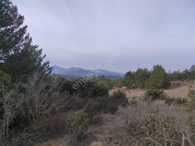 Arsa-Tarla