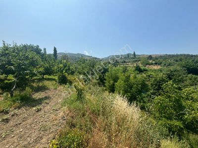 Arsa-Tarla