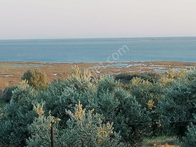 Arsa-Zeytinlik