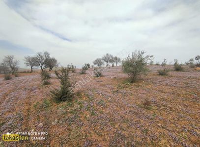 Arsa-Tarla