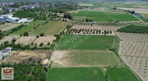 Arsa-Tarla