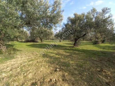 Arsa-Zeytinlik
