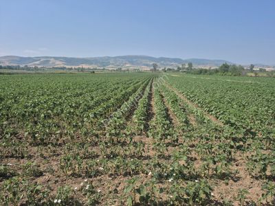 Arsa-Tarla