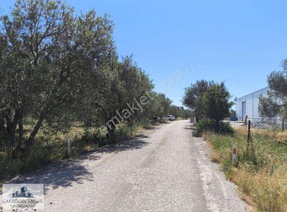 Arsa-Zeytinlik