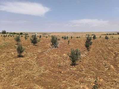 Arsa-Bağ & Bahçe