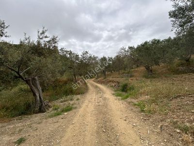 Arsa-Zeytinlik