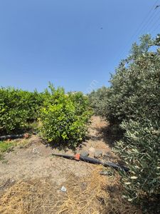 Arsa-Konut İmarlı