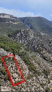 Arsa-Zeytinlik