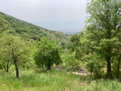 Arsa-Bağ & Bahçe