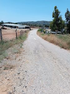 Arsa-Zeytinlik