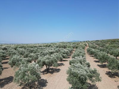 Arsa-Zeytinlik