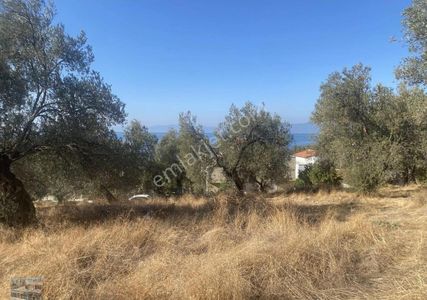 Arsa-Konut İmarlı