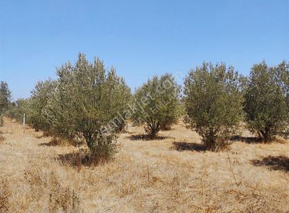Arsa-Bağ & Bahçe