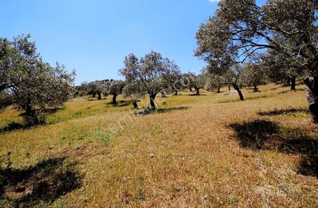 Arsa-Zeytinlik