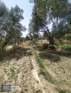 Arsa-Bağ & Bahçe