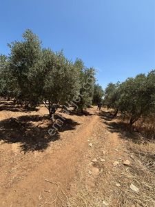 Arsa-Konut İmarlı