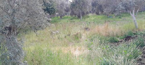 Arsa-Tarla