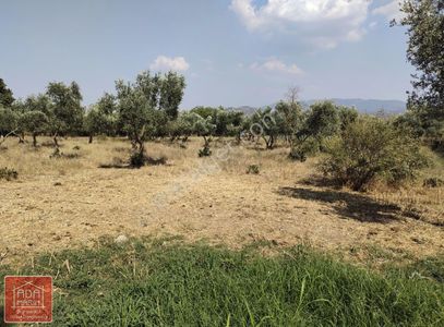 Arsa-Konut İmarlı