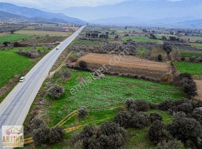 Arsa-Zeytinlik