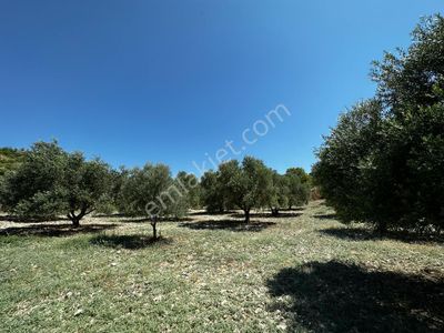 Arsa-Konut İmarlı