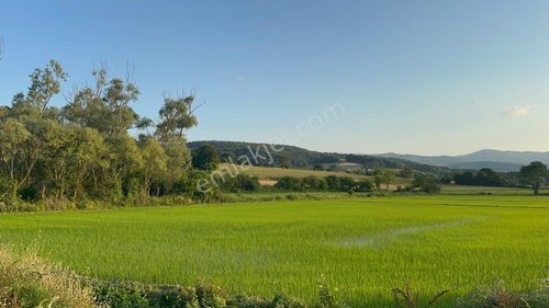 Arsa-Tarla