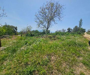 Arsa-Zeytinlik