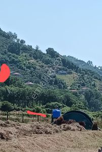 Arsa-Bağ & Bahçe