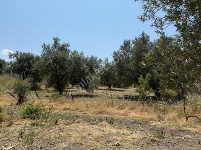 Arsa-Zeytinlik
