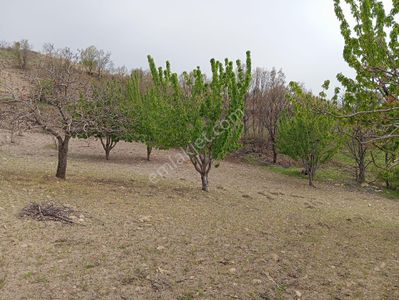 Arsa-Bağ & Bahçe