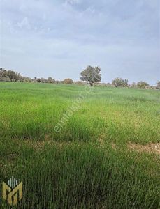 Arsa-Bağ & Bahçe