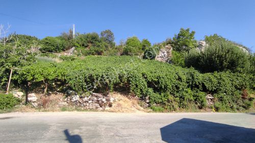 Arsa-Bağ & Bahçe