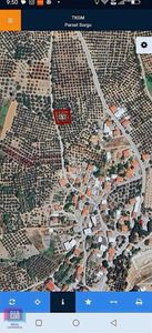 Arsa-Zeytinlik