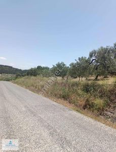 Arsa-Zeytinlik