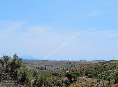 Arsa-Zeytinlik
