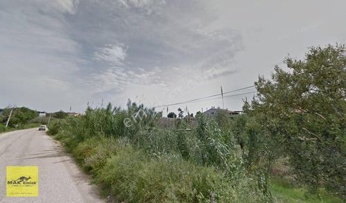 Arsa-Zeytinlik