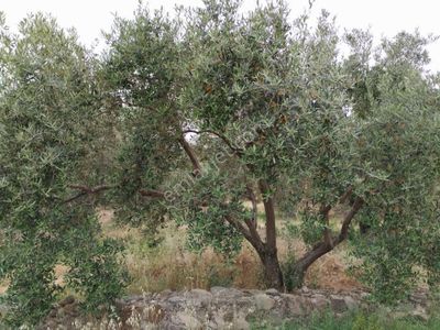 Arsa-Tarla
