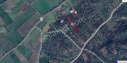 Arsa-Zeytinlik
