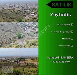Arsa-Zeytinlik