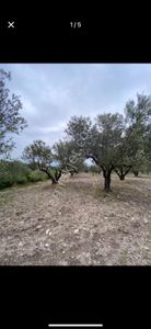 Arsa-Tarla