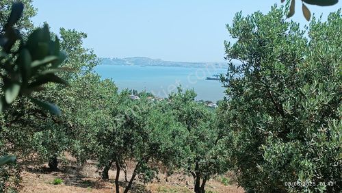 Arsa-Zeytinlik
