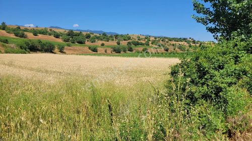 Arsa-Tarla