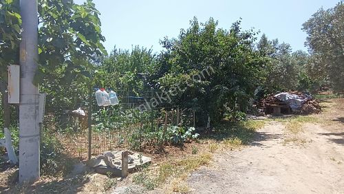 Arsa-Zeytinlik