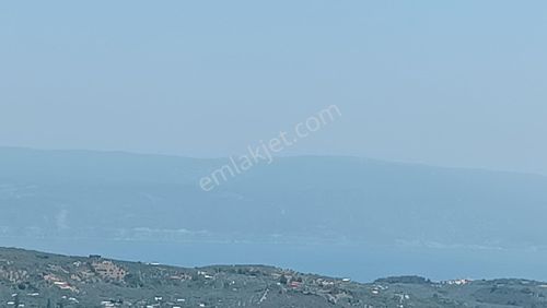 Arsa-Zeytinlik