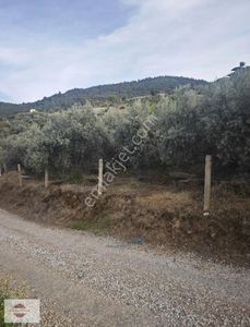 Arsa-Zeytinlik