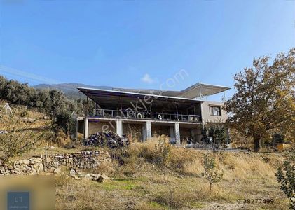 Arsa-Zeytinlik