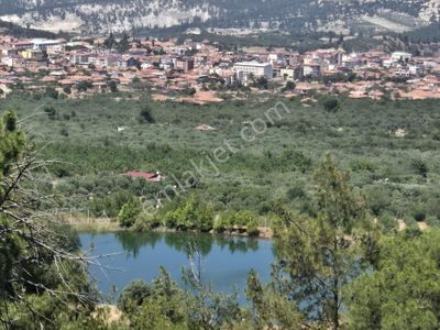 Arsa-Zeytinlik