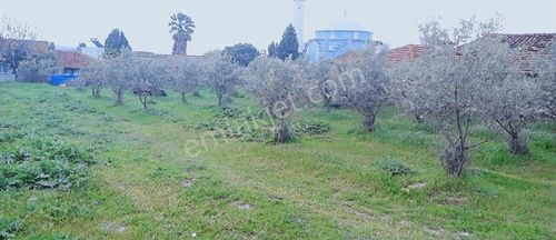 Arsa-Konut İmarlı