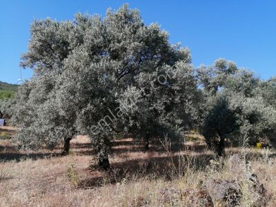 Arsa-Zeytinlik