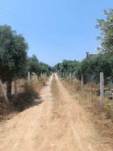 Arsa-Zeytinlik